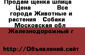 Продам щенка шпица.  › Цена ­ 15 000 - Все города Животные и растения » Собаки   . Московская обл.,Железнодорожный г.